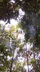 Ateles fusciceps fusciceps