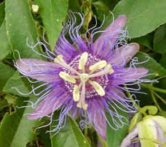 Passiflora incarnata × cincinnata