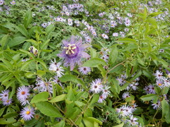 Passiflora incarnata × cincinnata