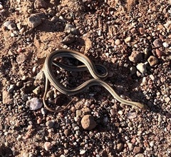 Salvadora deserticola