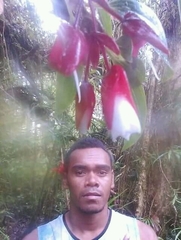 Medinilla waterhousei