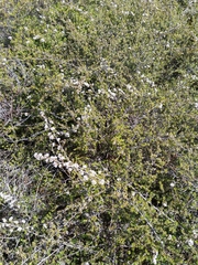 Kunzea tenuicaulis