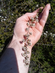 Kunzea tenuicaulis