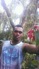 Medinilla waterhousei