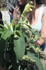 Siphocampylus giganteus