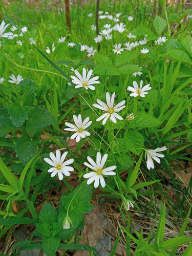 greater stitchwort