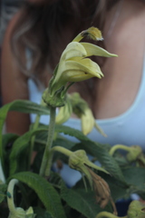 Siphocampylus giganteus