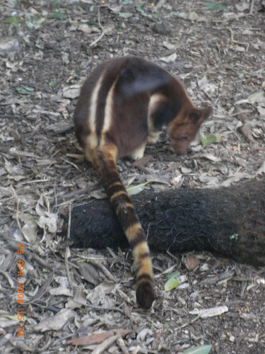 Dendrolagus goodfellowi
