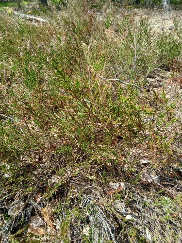 common heather