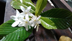 Alstonia costata