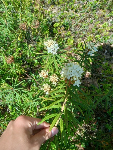 marsh Labrador tea