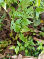 Asparagus asparagoides image