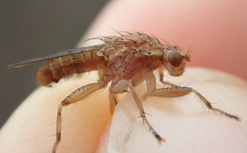 Suillia tuberiperda