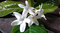 Alstonia costata