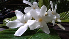 Alstonia costata