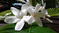 Alstonia costata