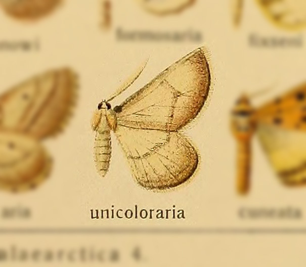 Sciadia unicoloraria