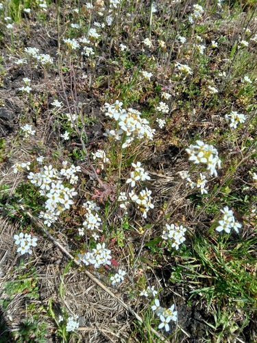 Sand Rock-cress