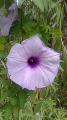 Ipomoea cairica