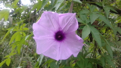 Ipomoea cairica