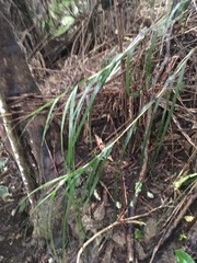 Gahnia lacera