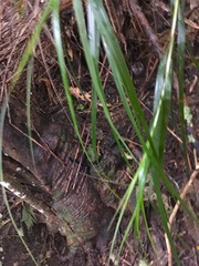 Gahnia lacera