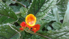 Chrysothemis pulchella