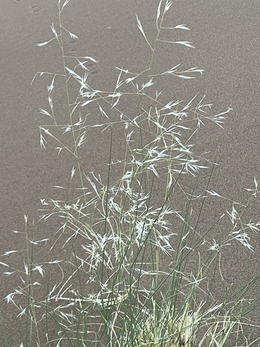 Drinn Grass (Stipagrostis pungens)