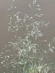 Stipagrostis pungens image
