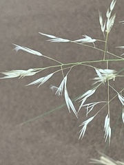 Stipagrostis pungens image