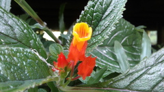Chrysothemis pulchella