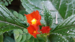 Chrysothemis pulchella
