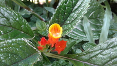 Chrysothemis pulchella