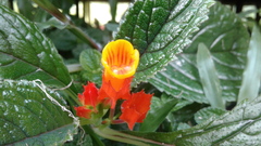 Chrysothemis pulchella