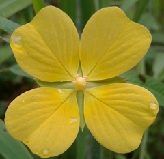 Angiospermae