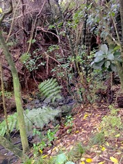 Corynocarpus laevigatus