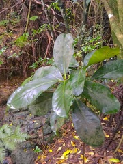 Corynocarpus laevigatus