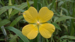 Angiospermae