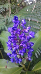 Angiospermae
