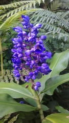Angiospermae