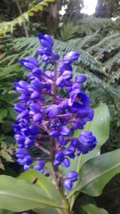 Angiospermae