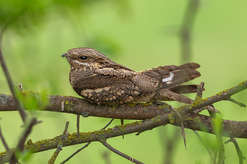 Eurasian Nightjar