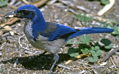 Aphelocoma insularis