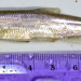 Longfin Smelt - Photo (c) 2011 Bill Stagnaro, some rights reserved (CC BY-SA)