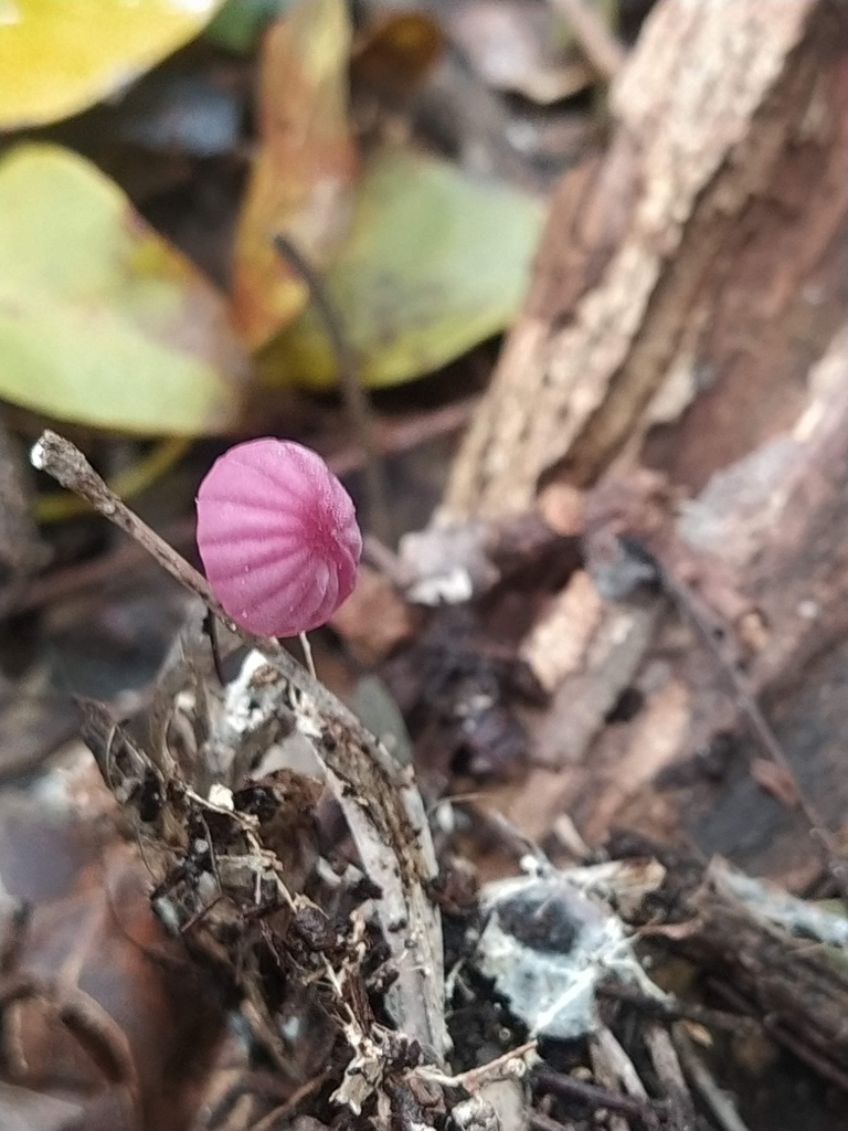 Marasmius haematocephalus · October 2021 · photo: © lucasmantelo (iNaturalist, cc-by)