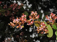 Heteropterys brachiata