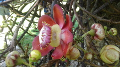 Couroupita guianensis