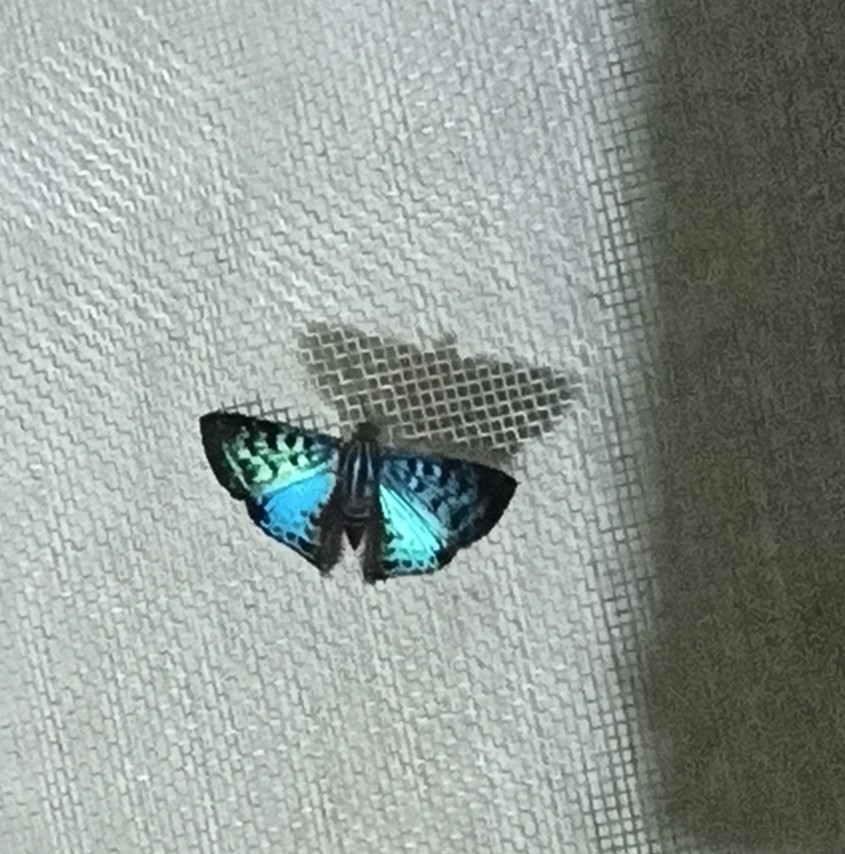 Periplacis splendida