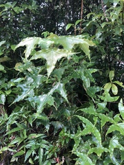 Oreopanax sanderianus