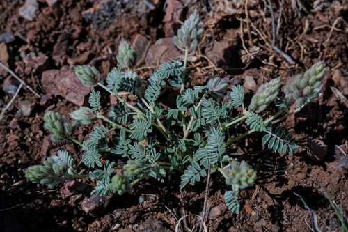 Image of Marina calycosa by (c) Andrew Tree, some rights reserved (CC BY)